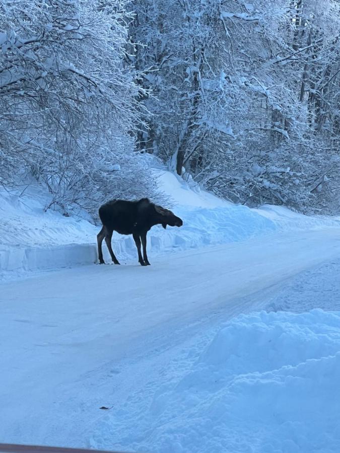 Alaskan Adventure Awaits! Eagle River Esterno foto